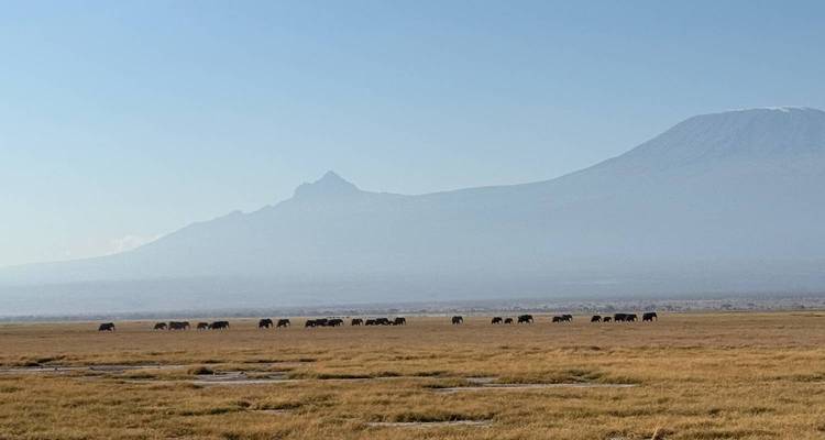 Eine Herde Elefanten, die durch ein weites Grasland wandert, mit dem Kilimandscharo im Hintergrund.