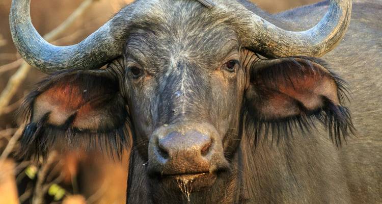 Nahaufnahme eines Wasserbüffels mit großen gebogenen Hörnern.