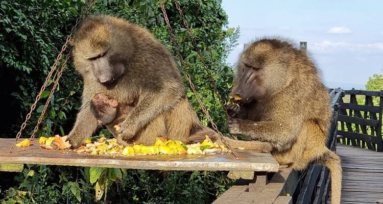 Zwei Affen essen von einem Tablett, das von einem Baum hängt.