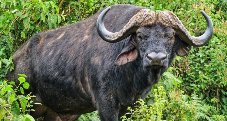 Ein Büffel, der in dichtem Grün steht und große gebogene Hörner hat.