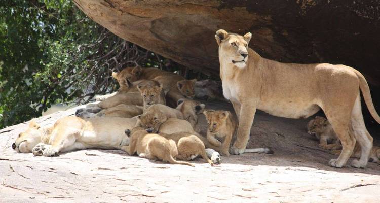 Kenya: 8-Day Masai Mara-L Nakuru-Amboseli-Saltlick-Tsavo East - Jill Travel 6