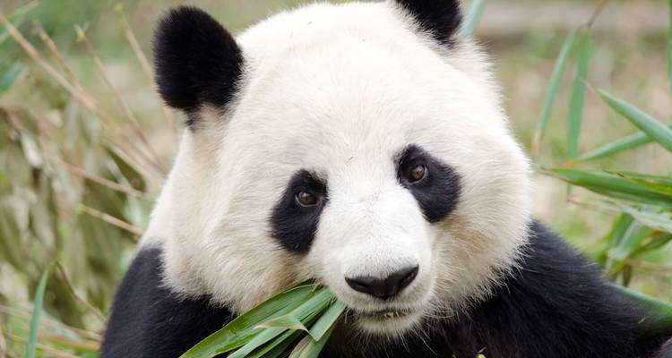 Chengdu to Chongqing Discovery Tour 8D - Top China Travel 1