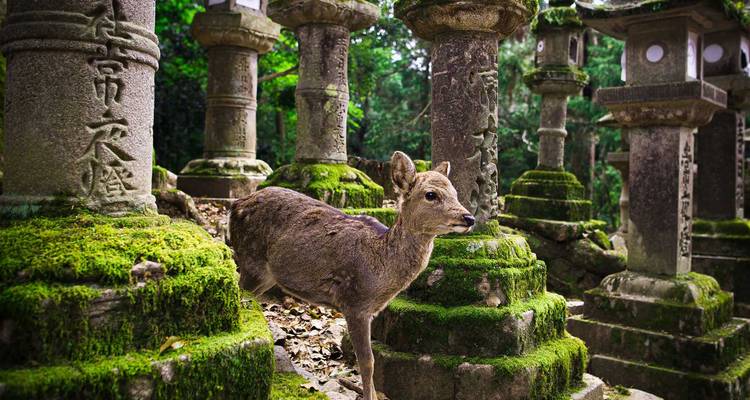 Ein Hirsch, der zwischen moosbewachsenen Steinlaternen umherwandelt.