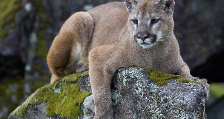 Cougar se reposant sur un rocher couvert de mousse dans un cadre naturel.