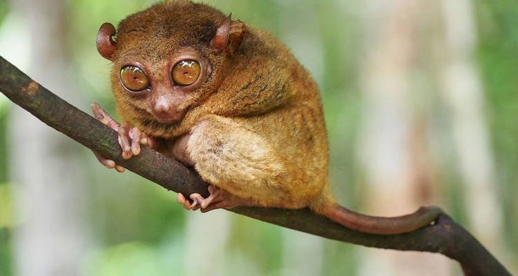 Primer plano de un társero con los ojos bien abiertos agarrado a una rama en un exuberante bosque verde