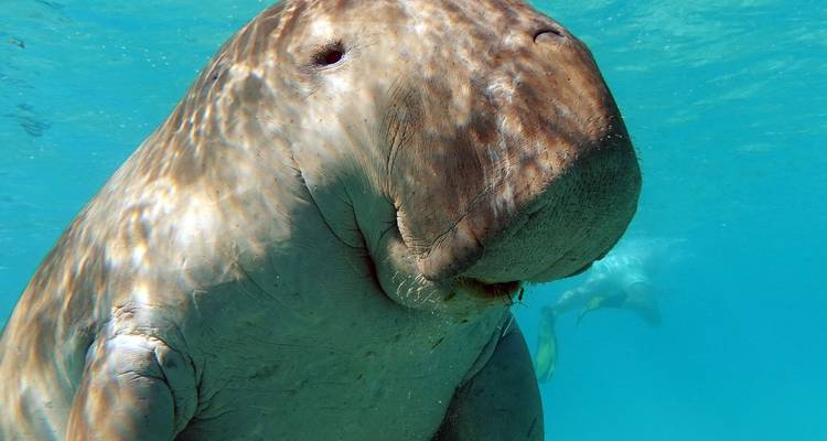 Retrato subacuático de un dócil dugong nadando en un mar azul cristalino