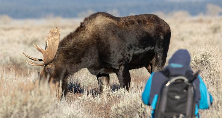 Camping à Grand Teton et Yellowstone - 4 jours - On The Go Tours 9