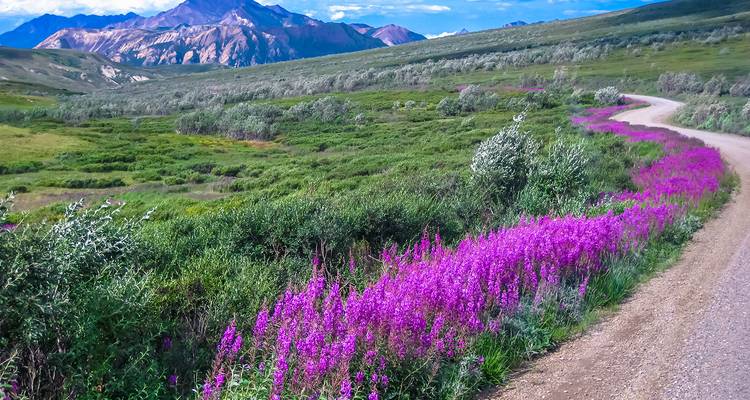 Central Alaska Summer Camping - 11 days - On The Go Tours 2