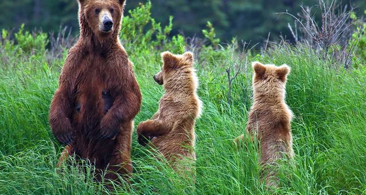 Central Alaska Summer Camping - 11 days - On The Go Tours 6