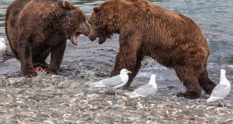 Awesome Alaska Camping - 20 days - On The Go Tours 8