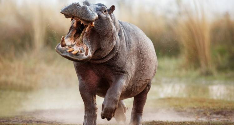 Kenya: Essence of Kenya Luxury Safari - Jill Travel 4