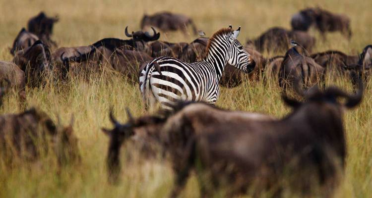 Een zebra tussen gnoes in een droog graslandschap.