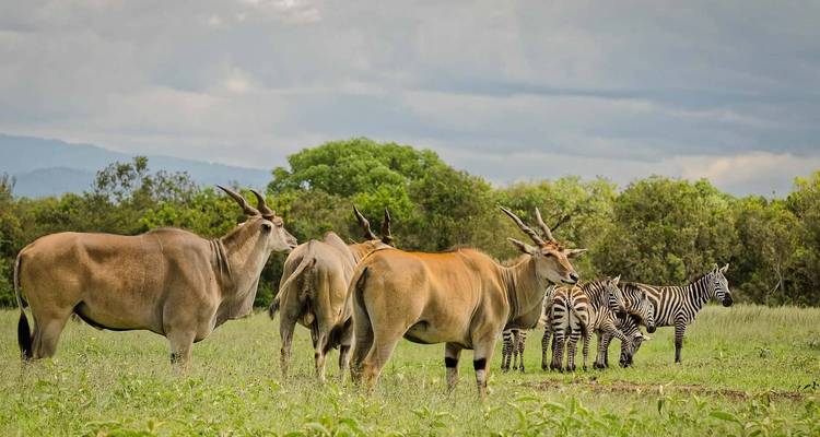 Gemengde groep elandantilopen en zebra's in een weelderig groen veld.