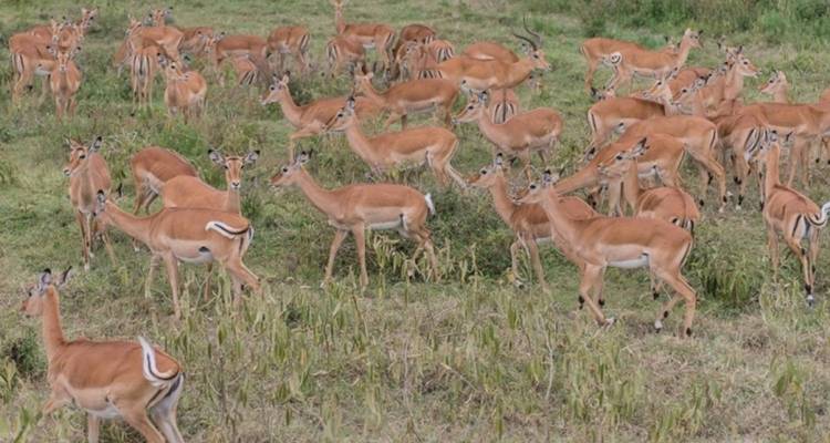 Escapada exclusiva a la vida salvaje de Kenia - Nature Safari 6