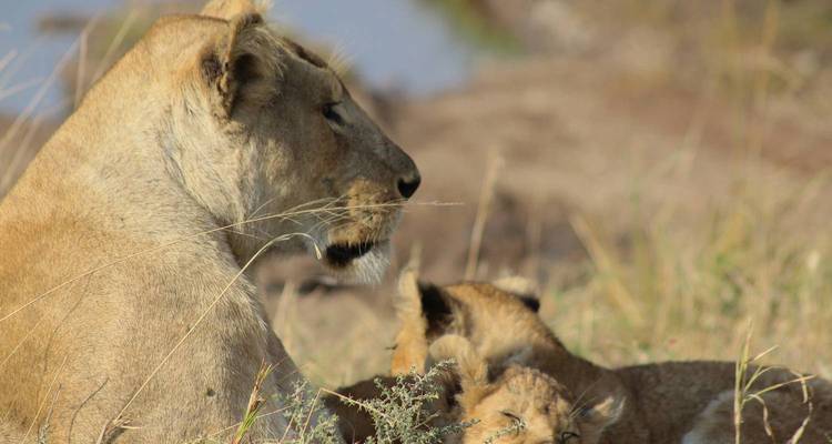 Lioness resting with her cubs in the grass.