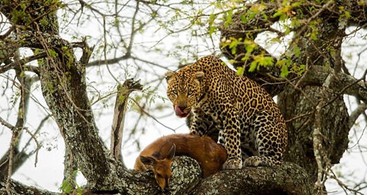 12 Day Kenya and Tanzania Luxury Trip - Private - Seven Wonders Safaris 4