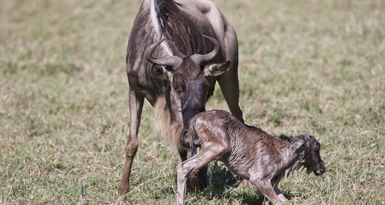 12 Day Kenya and Tanzania Luxury Trip - Private - Seven Wonders Safaris 7