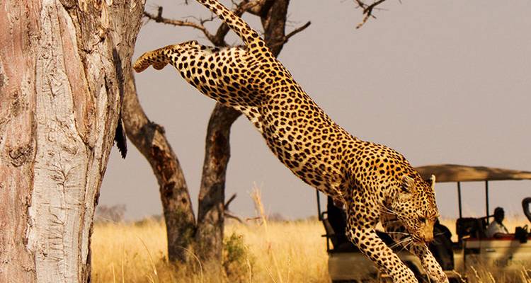 12 Day Kenya and Tanzania Luxury Trip - Private - Seven Wonders Safaris 9