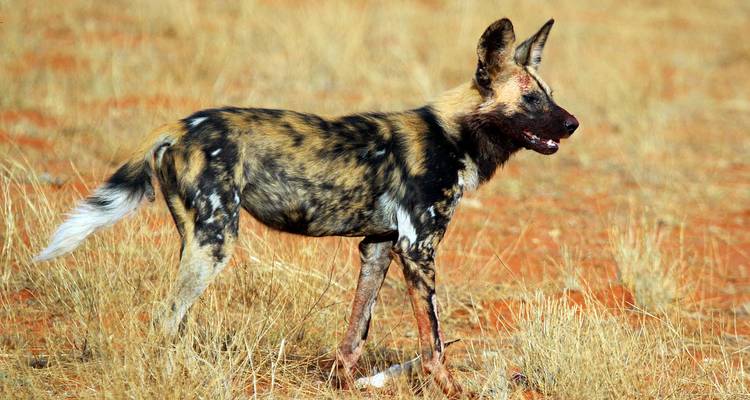 12 Day Kenya and Tanzania Luxury Trip - Private - Seven Wonders Safaris 10