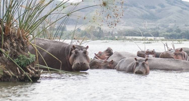 Groupe d'hippopotames partiellement submergés dans l'eau.