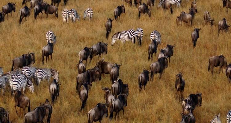 Troupeau de gnous et de zèbres dans un champ herbeux.
