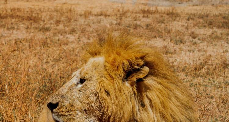 Gros plan d'un lion dans la savane.