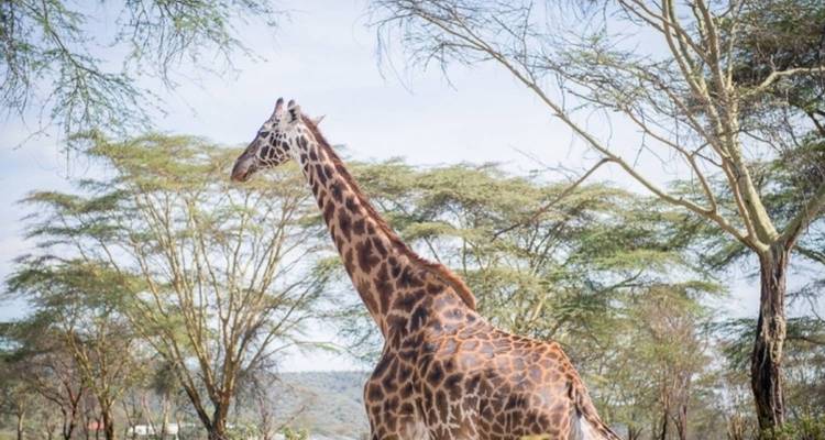Girafe marchant parmi les acacias.