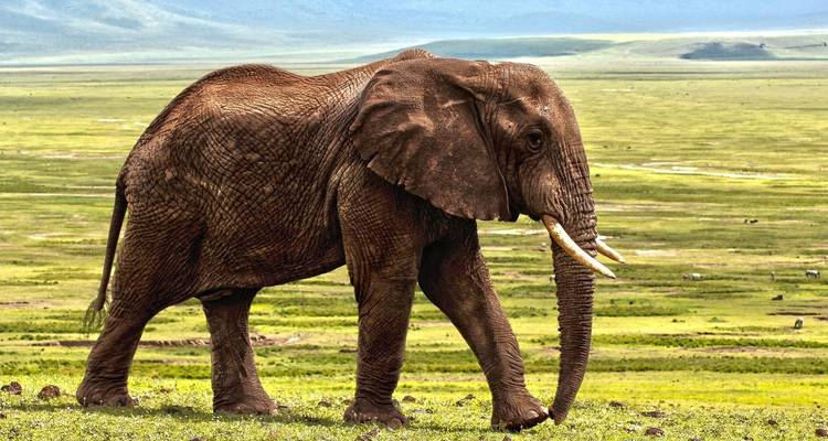 Éléphant marchant dans les plaines vertes sous un ciel dégagé.