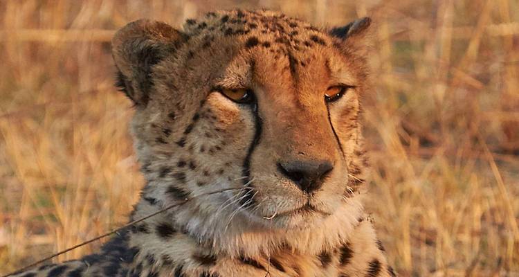 Kenya: Epic of Tsavo West, Amboseli and Tsavo East from Malindi - Jill Travel 4