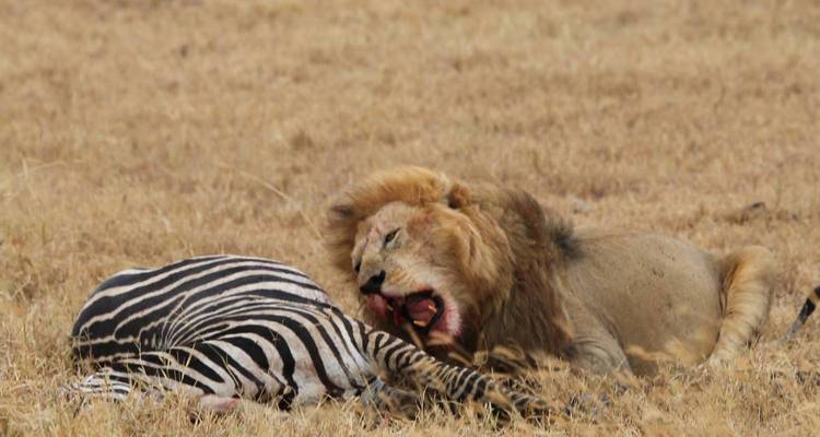 Ein Löwe, der sich von einem Zebra auf einer grasbewachsenen Wiese ernährt.