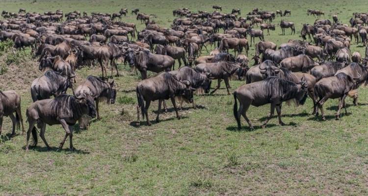 Kenya's Enchanting Safari & Romantic Beach Escape - Nature Safari 7
