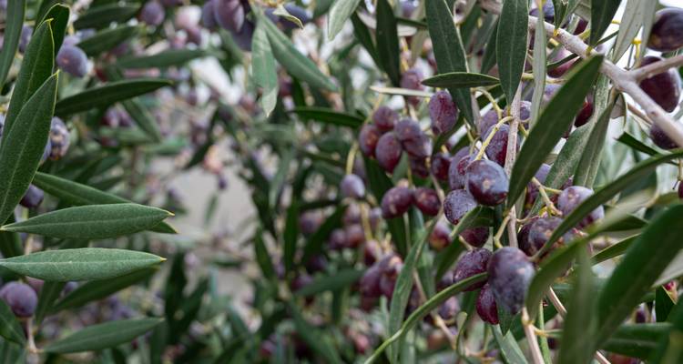 Close-up zicht van rijpe paarse olijven hangend aan bladrijke takken