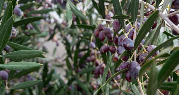 Close-up van rijpe paarse olijven die groeien aan bladrijke takken van een olijfboom.
