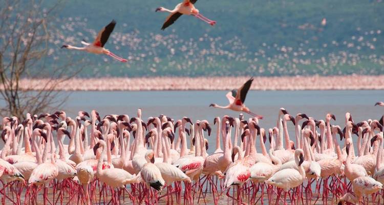 Safari económico de 6 días Maasai Mara-Nakuru-Amboseli, Kenia - Jill Travel 2