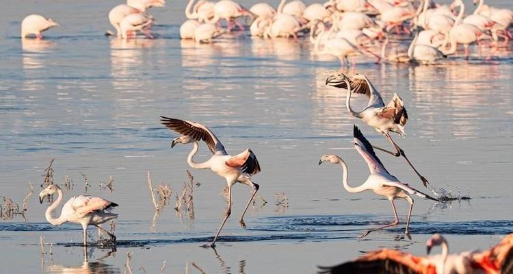 Safari económico de 6 días Maasai Mara-Nakuru-Amboseli, Kenia - Jill Travel 4