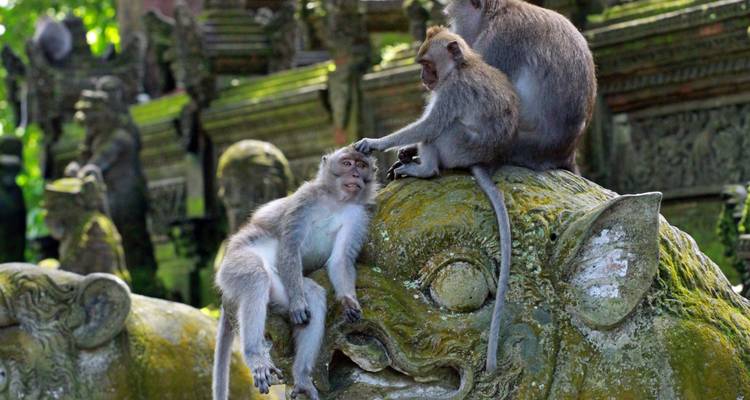 Escapade à Bali : Kuta et Ubud (8 jours et 7 nuits) - WOLO Experience 7