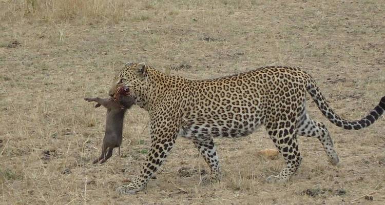 Emocionante Safari en Jeep de 3 Días por el Masai Mara - Jill Travel 2