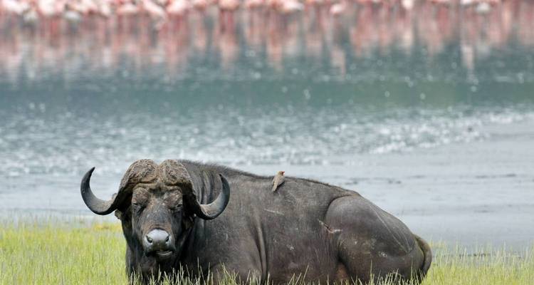 Emocionante Safari en Jeep de 3 Días por el Masai Mara - Jill Travel 3