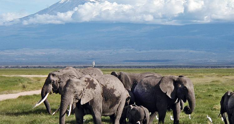 Desde Nairobi : Parque Nacional Amboseli 1 día de safari - JOYINA SAFARIS AFRICA 1