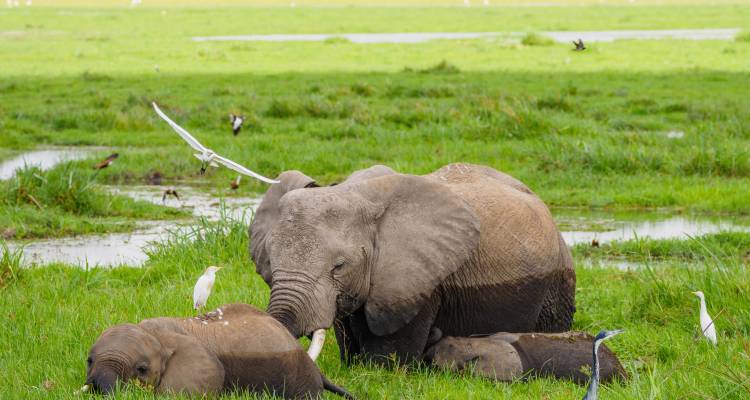 Desde Nairobi : Parque Nacional Amboseli 1 día de safari - JOYINA SAFARIS AFRICA 3