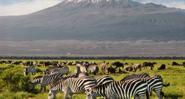 Desde Nairobi : Parque Nacional Amboseli 1 día de safari - JOYINA SAFARIS AFRICA 4