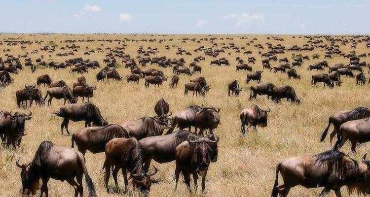 Safari en grupo pequeño de 7 días y 6 noches con alojamiento de categoría superior a los Parques Nacionales de Masai Mara y más - Perfect Safari Africa tours and safaris 1