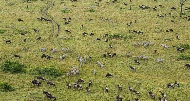 Safari en grupo pequeño de 7 días y 6 noches con alojamiento de categoría superior a los Parques Nacionales de Masai Mara y más - Perfect Safari Africa tours and safaris 2