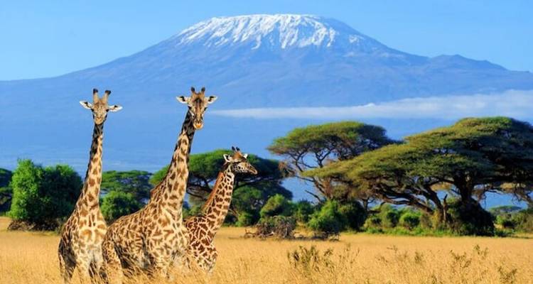 Safari en grupo pequeño de 7 días y 6 noches con alojamiento de categoría superior a los Parques Nacionales de Masai Mara y más - Perfect Safari Africa tours and safaris 3