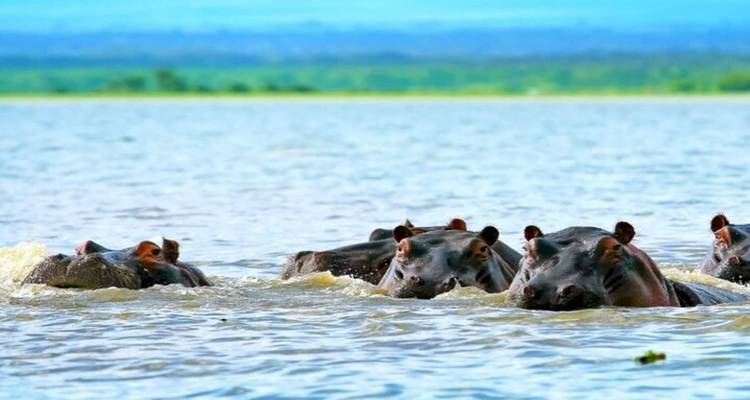 Safari en grupo pequeño de 7 días y 6 noches con alojamiento de categoría superior a los Parques Nacionales de Masai Mara y más - Perfect Safari Africa tours and safaris 8