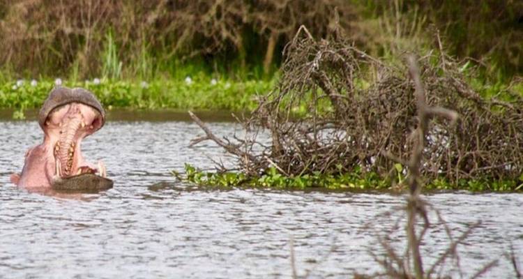 Safari en grupo pequeño de 7 días y 6 noches con alojamiento de categoría superior a los Parques Nacionales de Masai Mara y más - Perfect Safari Africa tours and safaris 9
