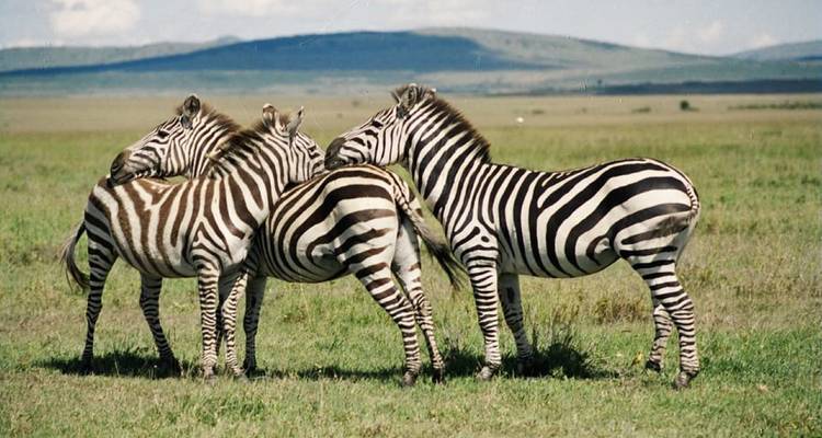 Safari en grupo pequeño de 7 días y 6 noches con alojamiento de categoría superior a los Parques Nacionales de Masai Mara y más - Perfect Safari Africa tours and safaris 10