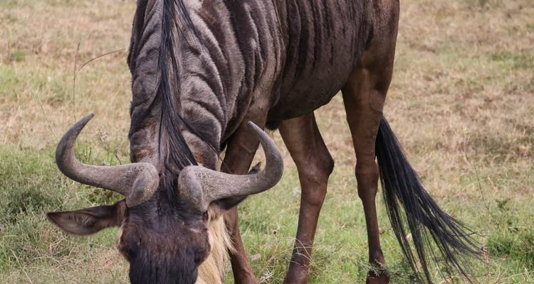 Gnus mit gebogenen Hörnern grasen auf grünem Savannengraß.