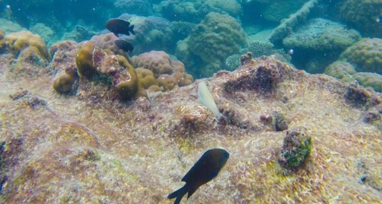 Phu Quoc: Excursión de un día a 4 islas en lancha rápida con teleférico y experiencia en el parque acuático Aquatopia en Phu Quoc | Vietnam - Open Asia Travel  4