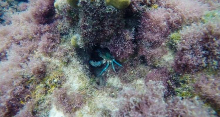 Phu Quoc: Excursión de un día a 4 islas en lancha rápida con teleférico y experiencia en el parque acuático Aquatopia en Phu Quoc | Vietnam - Open Asia Travel  9
